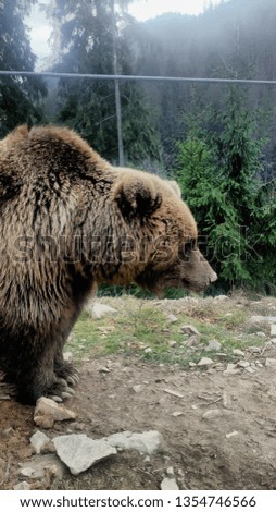 bear grizzly in the woods