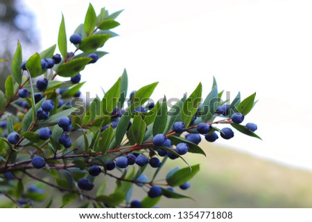 Myrtle berries, Sardinia, Italy Royalty-Free Stock Photo #1354771808