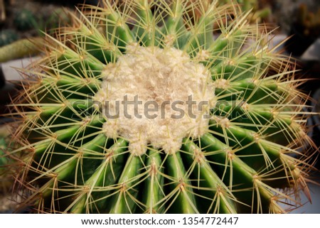 Selective focus close-up view shot on barrel cactus 