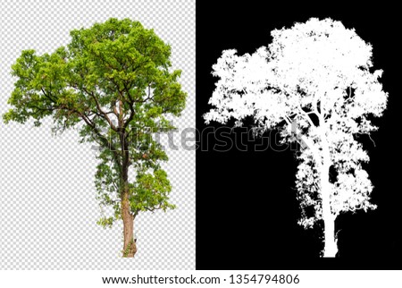 single tree on transparent picture background with clipping path, single tree with clipping path and alpha channel on black background 
