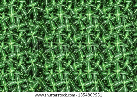 Green leaves. Green leaves background texture. Creative layout made of green leaves