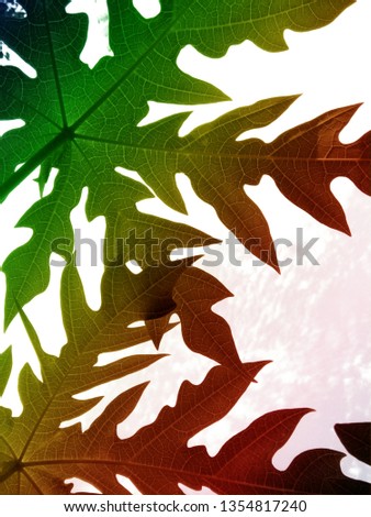 The picture is retouched to rainbow color from a picture of papaya leaves and the art of papaya leaf vein when sunlight , Phrae Thailand.