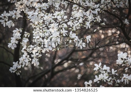 closeup magnolia flower. natural floral spring or summer background with soft focus and blur 