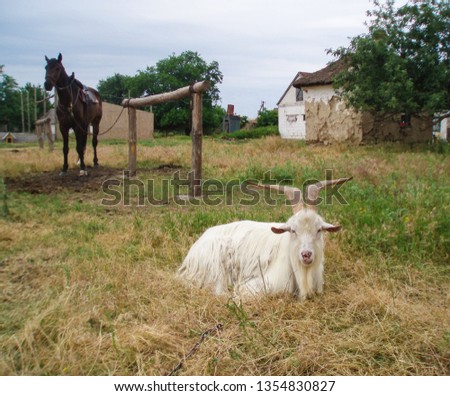 

Foto village landscape with goat and horse. 
Village house hay