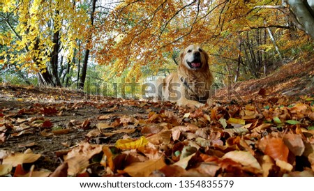 Golden Retriever in the colorful autumn forest