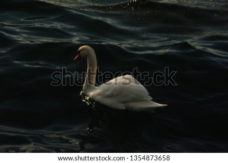 Swan in the Garda's lake
