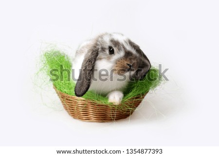 Lop-eared rabbit sitting in Easter basket with green grass on gray background