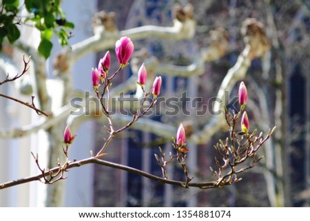 Branches with pink magnolia blossom against blurry church S.Martin in german town Bad Ems.