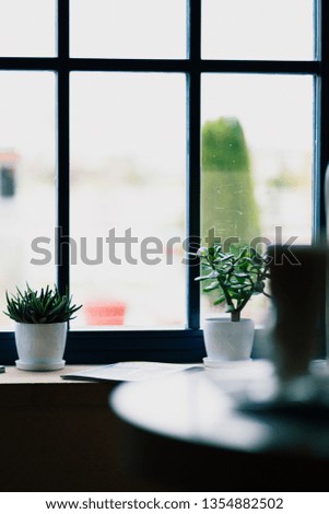 Plant and window. Air cleaning plant Aloe Vera Royalty-Free Stock Photo #1354882502