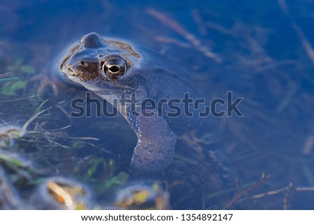 European common brown frog, or European grass frog (Rana temporaria) macro portrait