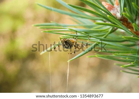 European garden spider (Araneus diadematus) is making web in pine needles.