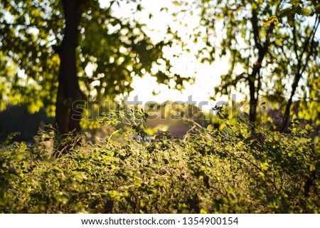 Leafy forest scene during the golden hour