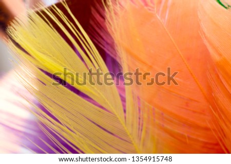 Colorful feather background. Close up shot of various colored feathers.