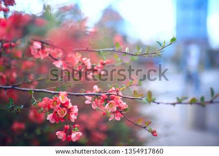 tender spring flowers background / beautiful picture of flowering branches
