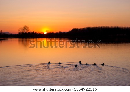 Sunset and swimming ducks in the river. Beautiful view of the river and sunset. Drava, Croatia