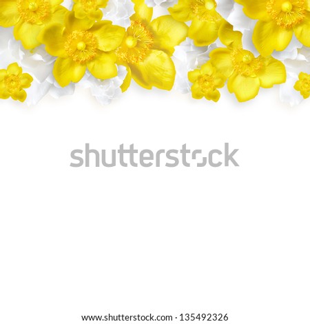  yellow; white; flower