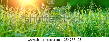 Beautiful green grass with dew drops close up, Abstract natural sunny Background. Environment concept. spring summer season. banner. template for design