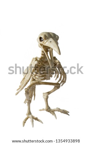 Skeleton Raven on a white background.