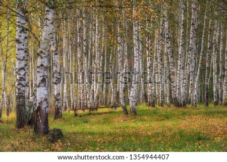 Birch grove in autumn on a sunny day.