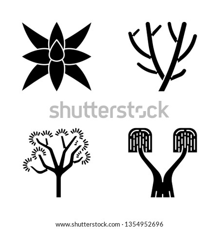 Desert plants glyph icons set. Exotic flora. Fox tale agave, pencil cactus, joshua tree, ponytail palm. Silhouette symbols. Vector isolated illustration