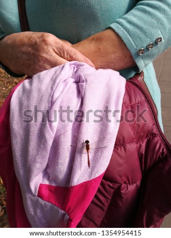 Dragonfly and human friendship