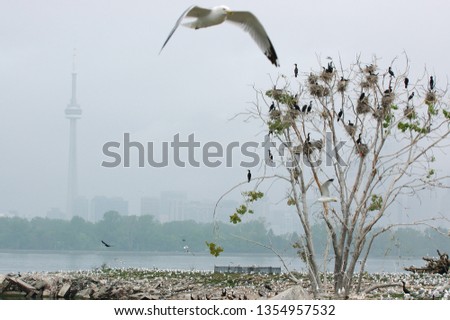 Cormorant and seagull breeding ground sanctuary Toronto
