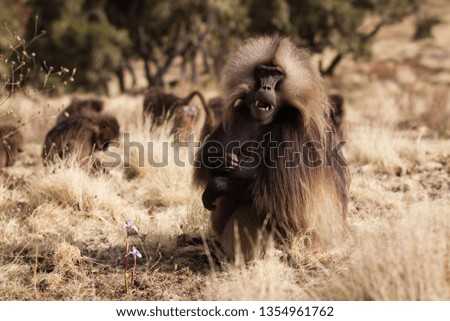 Gelada baboon in the Ethiopian Mountains