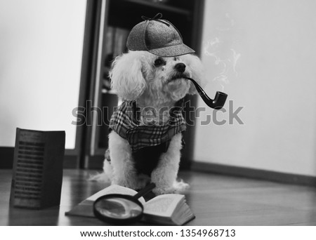 Funny Bichon Frise wearing detective clothing, smoking a pipe and searching for clues 