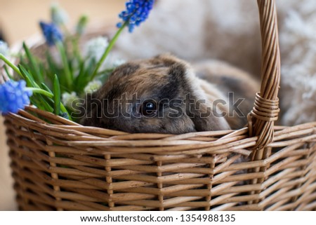 Easter bunny hiding in a basket