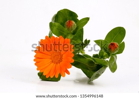 Calendula officinalis. Marigold flower with leaf isolated 