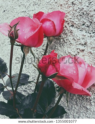 pink roses in the winter snow