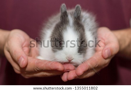 Black white little rabbit on hands