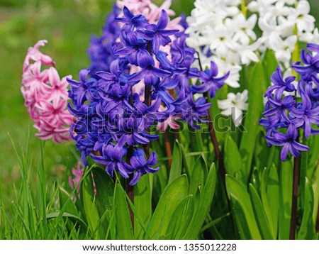Flowering hyacinths, hyacinthus orientalis, in the garden