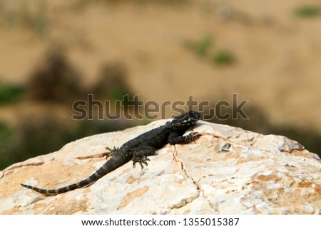 the lizard sits on a big rock