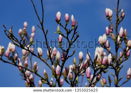 Branch of siebolds magnolia tree in the spring garden. Photography of nature.