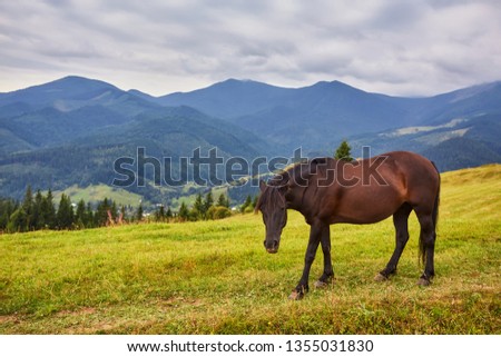 Brown horse grazing on the lawn on a background of mountains