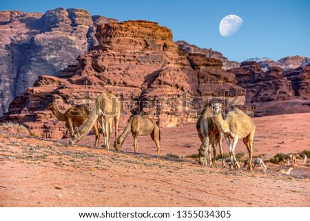 camels in incredible lunar landscape in Wadi Rum in the Jordanian desert with huge moon above. Wadi Rum also known as The Valley of the Moon,  Jordan - Image