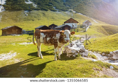 Young free range cow in rural mountain farm in fresh sunrise light. Small cow eating grass in front of the small family farm. Dolomites Alps, Alpe di Siusi, Bolzano province South Tyrol, Italy. Royalty-Free Stock Photo #1355066585
