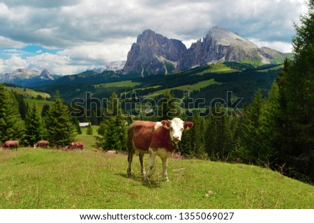 Eating free range cows in rural mountain farm in fresh sunrise light. Happy cow eating grass in front of the small family farm. Dolomites Alps, Alpe di Siusi, Bolzano province South Tyrol, Italy. Royalty-Free Stock Photo #1355069027