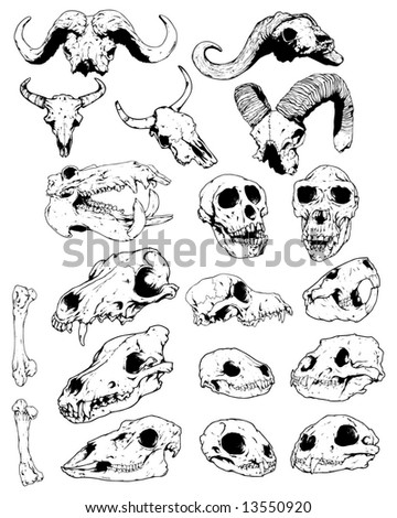 animal skull group image