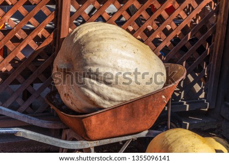 A picture of a large pumkin in a being delivered to market