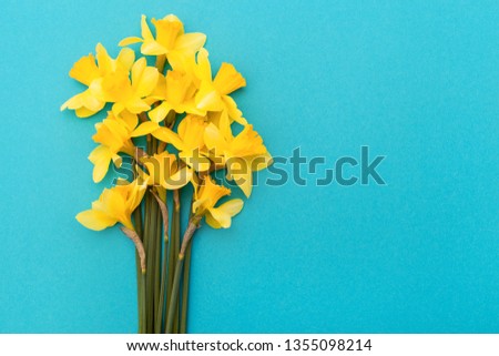 bright bouquet, fragrant spring flowers, daffodils on a blue background with space for text. blank holiday card with flowers. flat lay
