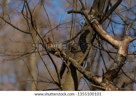 Squirrel in the park in early spring