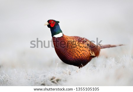 Ringneck Pheasant (Phasianus colchicus) Royalty-Free Stock Photo #1355105105