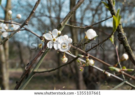 Beautiful Cherry Branch with Flowers in Spring Garden. White Fruit Blossoms and Flower Buds in Park Close Up