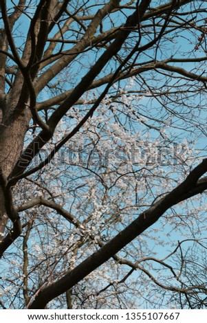 Blossom Cherry Tree over Nature Blue Sky Background. Beautiful White Cherry Tree Flowers in Spring Garden.