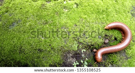 Rusty millipede (Trigoniulus corallinus) on the moss and rock