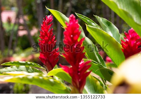 Exotic red flower in hawaii gardens