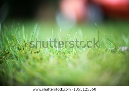 Green grass on the meadow micro shot Nice depth of field