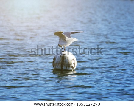 Seagull perched on a marker buoy on a lake.